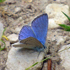 Iolas Blue [i]Iolana iolas[/i] in the Province of Segovia : June 2014